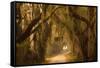 Georgia, Savannah, Savannah NWR, Moss Draped Oaks Along Drive-Joanne Wells-Framed Stretched Canvas