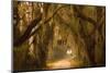 Georgia, Savannah, Savannah NWR, Moss Draped Oaks Along Drive-Joanne Wells-Mounted Photographic Print