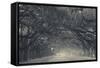 Georgia, Savannah, Wormsloe State Historic Site, Live Oak Avenue-Walter Bibikow-Framed Stretched Canvas