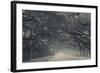 Georgia, Savannah, Wormsloe State Historic Site, Live Oak Avenue-Walter Bibikow-Framed Photographic Print