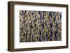 Georgia-Art Wolfe-Framed Photographic Print