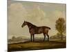 Georgiana, a Horse, 1819-Thomas Weaver-Mounted Giclee Print