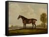 Georgiana, a Horse, 1819-Thomas Weaver-Framed Stretched Canvas