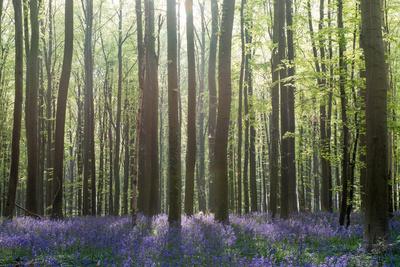 Georgianna Lane Posters Prints Paintings Wall Art Allposters Com