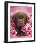 Georgie-Rachael Hale-Framed Photo