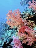 Colorful Sea Fans and other Corals, Fiji, Oceania-Georgienne Bradley-Photographic Print