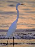 Family Exploring the Monterey Bay, California, USA-Georgienne Bradley-Photographic Print