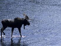 Moose Bull Crosses River-Georgienne Bradley-Photographic Print