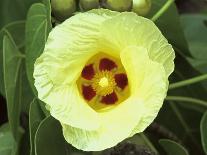 Yellow Flower Bloom on Tree, Cayman Islands-Georgienne Bradley-Photographic Print