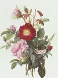 Rich Still Life of Summer Flowers-Georgius Jacobus J. van Os-Laminated Giclee Print