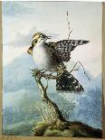A Little Bird, 1798-Georgius Jacobus Johannes van Os-Framed Giclee Print