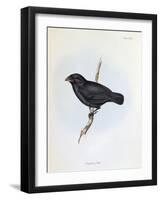 Geospiza Fortis, Illustration from 'The Zoology of the Voyage of H.M.S. Beagle, 1832-36-Charles Darwin-Framed Giclee Print