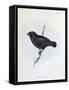 Geospiza Fortis, Illustration from 'The Zoology of the Voyage of H.M.S. Beagle, 1832-36-Charles Darwin-Framed Stretched Canvas