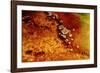 Geothermal Red Rocks-Howard Ruby-Framed Photographic Print