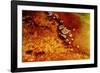 Geothermal Red Rocks-Howard Ruby-Framed Photographic Print