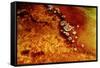 Geothermal Red Rocks-Howard Ruby-Framed Stretched Canvas