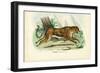 Gepard, 1863-79-Raimundo Petraroja-Framed Giclee Print