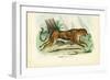 Gepard, 1863-79-Raimundo Petraroja-Framed Giclee Print