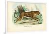 Gepard, 1863-79-Raimundo Petraroja-Framed Premium Giclee Print