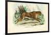 Gepard, 1863-79-Raimundo Petraroja-Framed Premium Giclee Print