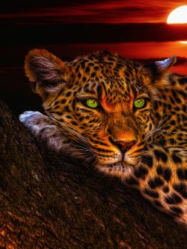 Gepard Leopard Sunset Animal Cat' Giclee Print - Wonderful Dream |  