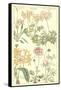 Geraniaceae Plate 306-Porter Design-Framed Stretched Canvas