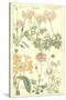 Geraniaceae Plate 306-Porter Design-Stretched Canvas