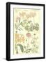 Geraniaceae Plate 306-Porter Design-Framed Giclee Print