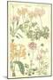 Geraniaceae Plate 306-Porter Design-Mounted Giclee Print