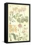 Geraniaceae Plate 306-Porter Design-Framed Stretched Canvas