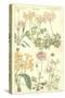 Geraniaceae Plate 306-Porter Design-Stretched Canvas