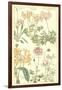 Geraniaceae Plate 306-Porter Design-Framed Giclee Print