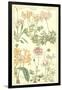 Geraniaceae Plate 306-Porter Design-Framed Giclee Print