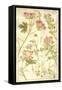 Geraniaceae Plate 323-Porter Design-Framed Stretched Canvas
