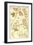 Geraniaceae Plate 323-Porter Design-Framed Giclee Print