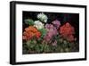 Geranios en el Jardin-J^ Ripoll-Framed Giclee Print