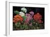 Geranios en el Jardin-J^ Ripoll-Framed Giclee Print