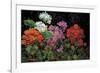 Geranios en el Jardin-J^ Ripoll-Framed Giclee Print