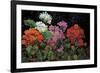 Geranios en el Jardin-J^ Ripoll-Framed Giclee Print