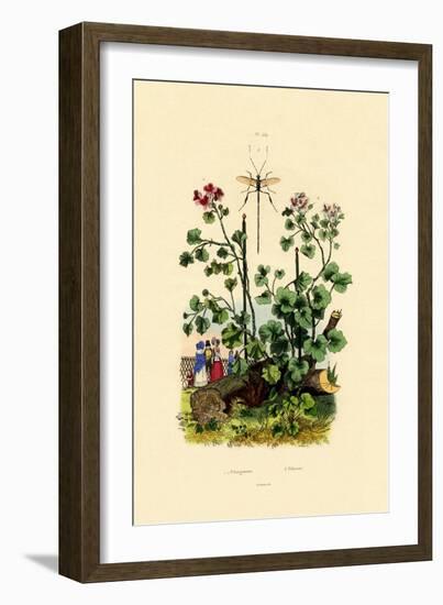 Geranium, 1833-39-null-Framed Giclee Print