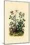 Geranium, 1833-39-null-Mounted Giclee Print