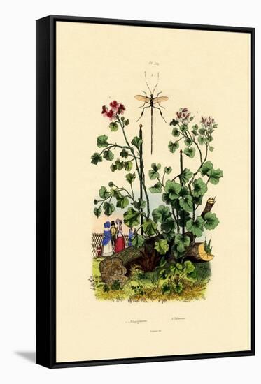 Geranium, 1833-39-null-Framed Stretched Canvas