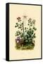 Geranium, 1833-39-null-Framed Stretched Canvas