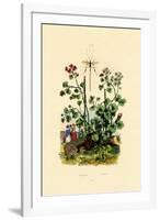 Geranium, 1833-39-null-Framed Giclee Print