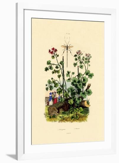 Geranium, 1833-39-null-Framed Giclee Print