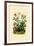 Geranium, 1833-39-null-Framed Giclee Print