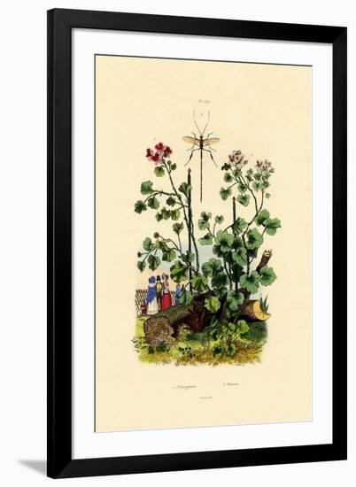 Geranium, 1833-39-null-Framed Giclee Print