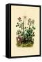 Geranium, 1833-39-null-Framed Stretched Canvas