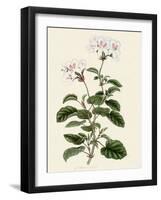 Geranium Betulinum-Henry Andrews-Framed Giclee Print