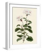 Geranium Betulinum-Henry Andrews-Framed Giclee Print